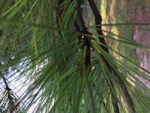 Leaf Critters, pine tree needles