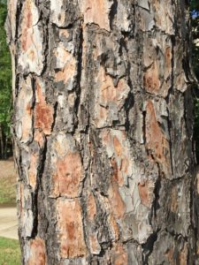 Leaf Critters, pine tree bark