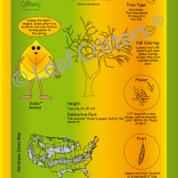 Leaf Critters® – Tree Trail Signage