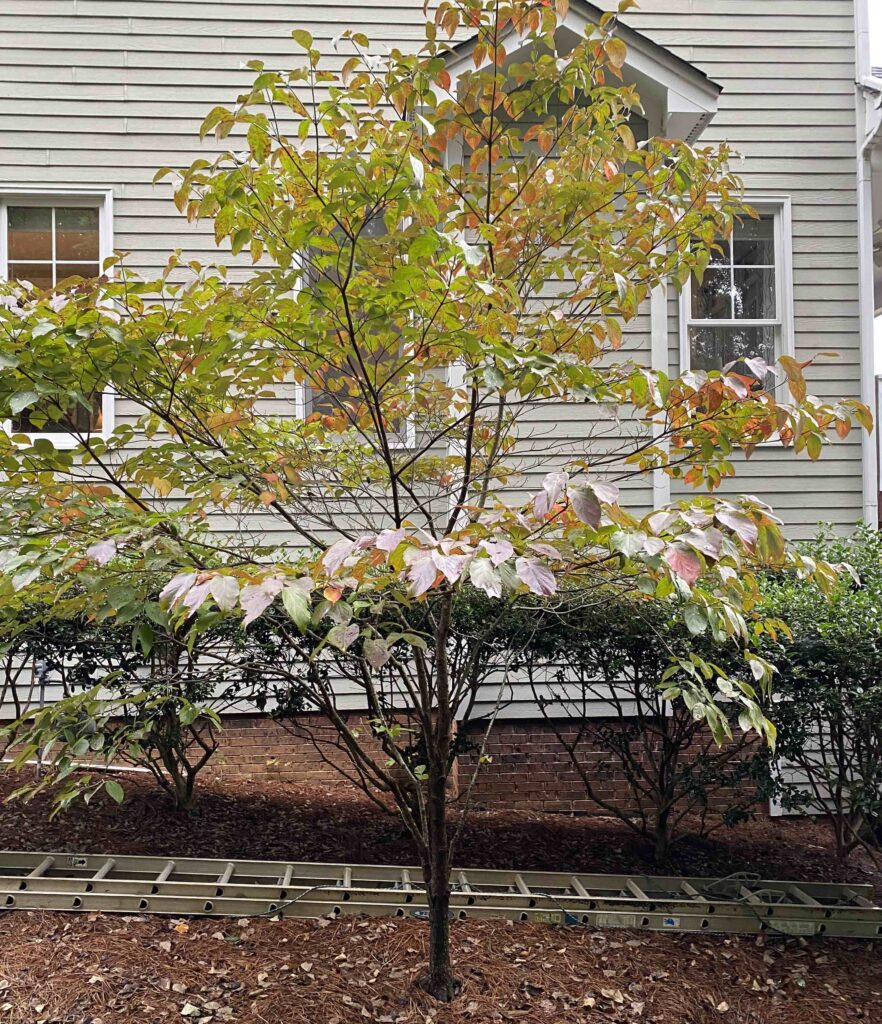 Leaf Critters shows the full Dogwood tree in order to help people find this tree.